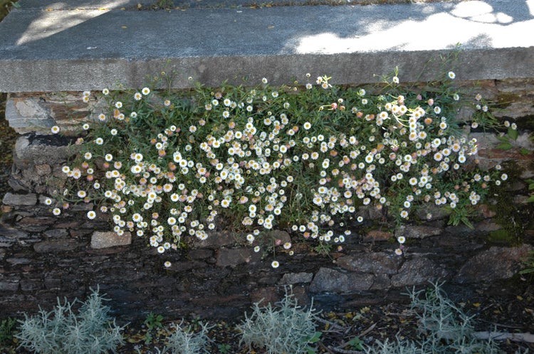 Erigeron karvinskianus, Spanisches Gänseblümchen, ca. 9x9 cm Topf