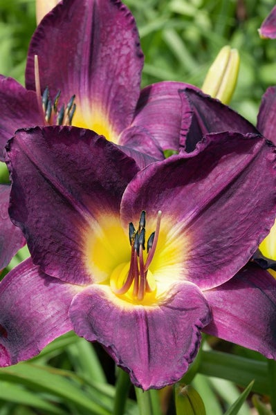 Hemerocallis x cult. 'Strutter's Ball', Taglilie, dunkelviolett, ca. 11x11 cm Topf