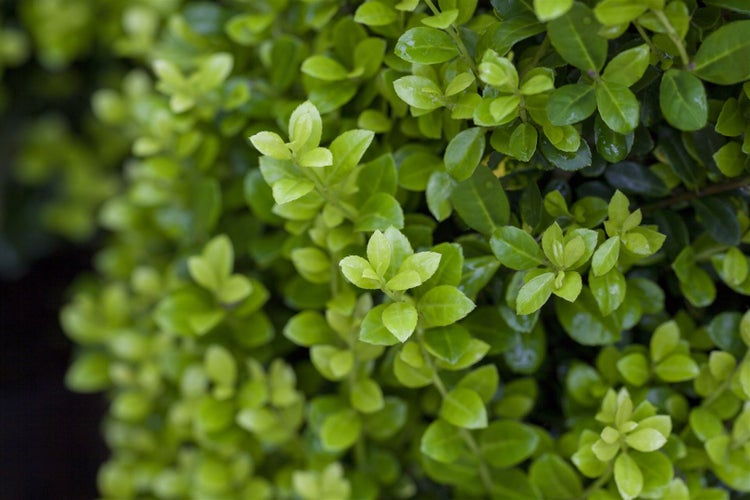 Ilex crenata 'Golden Rock', Japanische Stechpalme, goldgelb, 60–80 cm