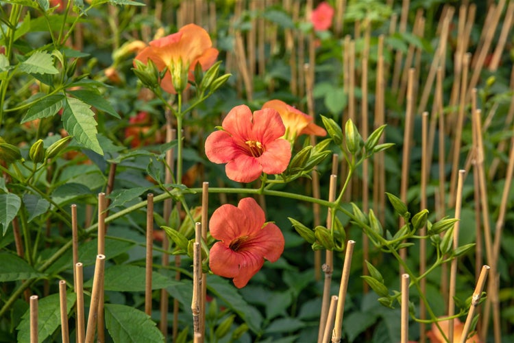 Campsis tagliabuana 'Madame Galen', Trompetenblume, orange-rot, 60–100 cm