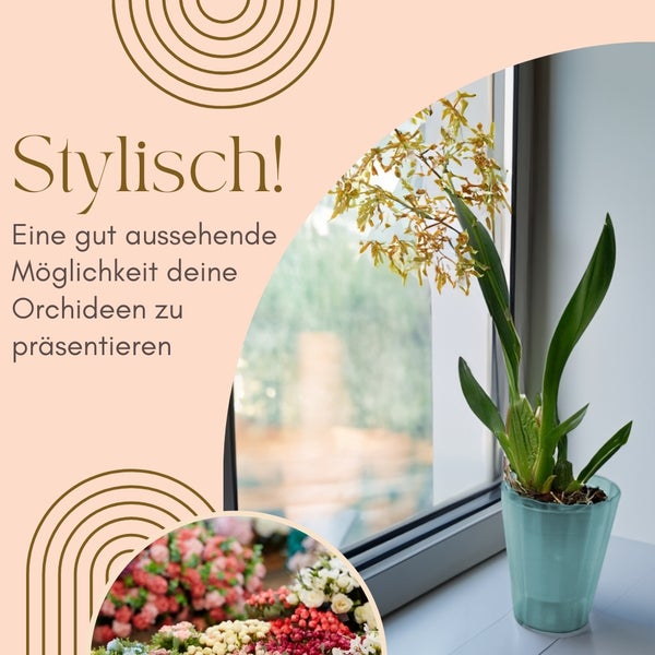 Dekoratives Arrangement mit Orchideen im Topf am Fenster