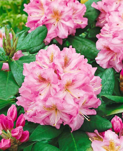Rhododendron Hybr. 'Janet Blair', rosa Blüten, 30–40 cm