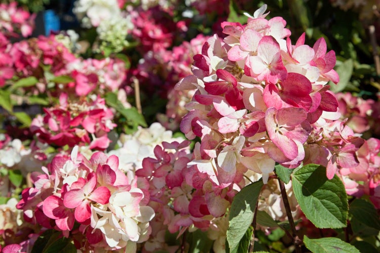 Hydrangea paniculata 'Diamantino', Rispenhortensie, weiß, 40–60 cm