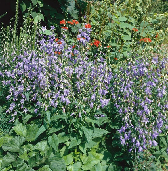 Campanula rapunculoides, Glockenblume, ca. 9x9 cm Topf