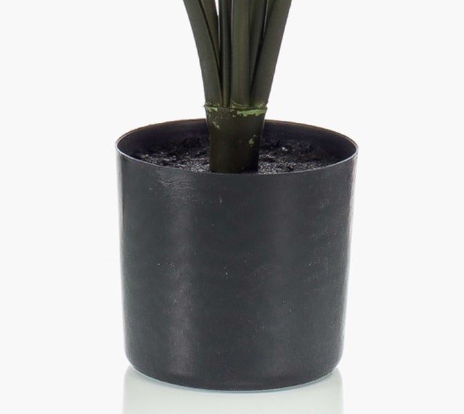 Herabhängende grüne Farnwedel und Palmblätter in der Nahaufnahme.