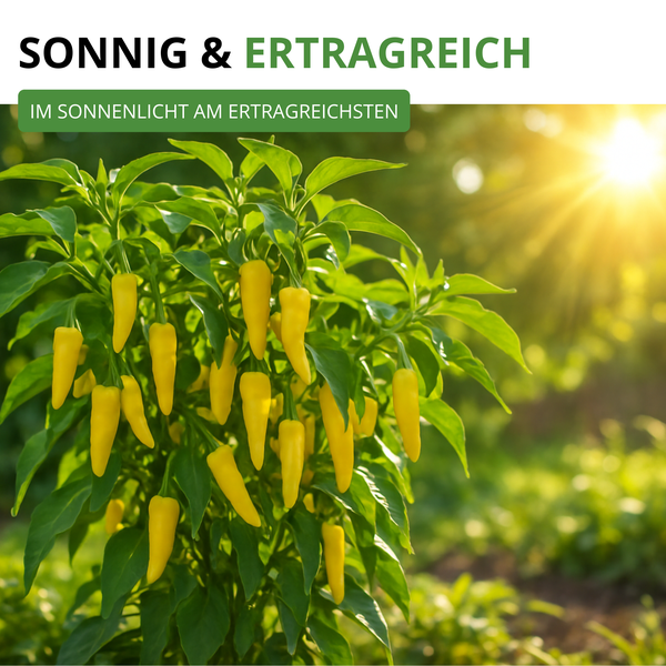 Gelbe Chilipflanze an einem sonnigen Standort im Garten für hohen Ertrag.