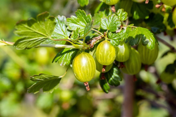 Grüne Stachelbeeren an einem Zweig mit Blättern.