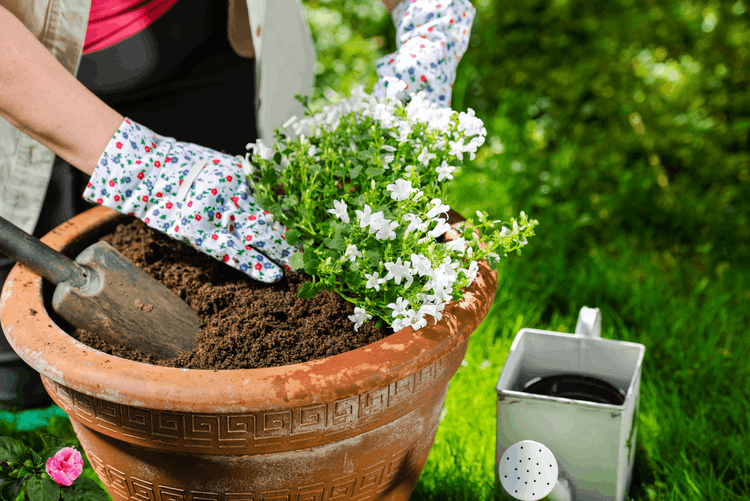 Eine Person mit geblümten Gartenhandschuhen pflanzt weiße Blumen in einen Terrakotta-Topf mit Erde und Gartenschaufel, daneben steht eine Gießkanne.