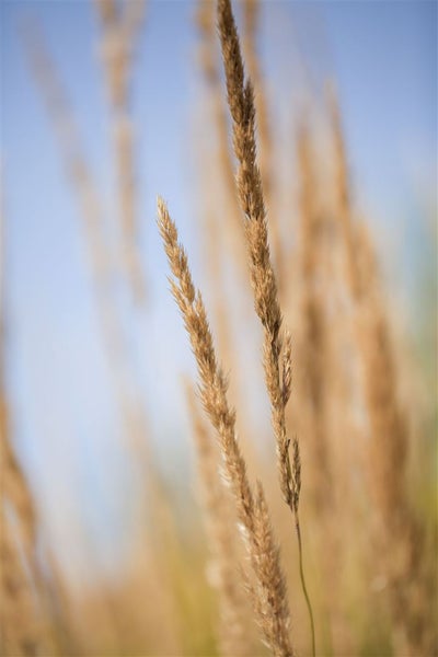 Calamagrostis x acutiflora 'Karl Foerster', Reitgras, 3-5 Liter Container