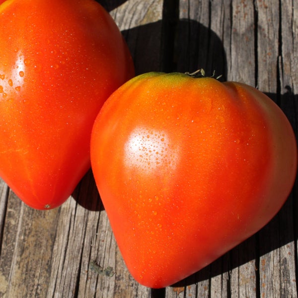 Zwei herzförmige Ochsenherztomaten mit Wassertropfen auf einer Holzoberfläche.