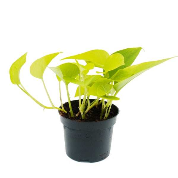 gelb-grüne Efeutute - Epipremnum Golden Pothos - Scindapsus - 12cm Topf - Zimmerpflanze