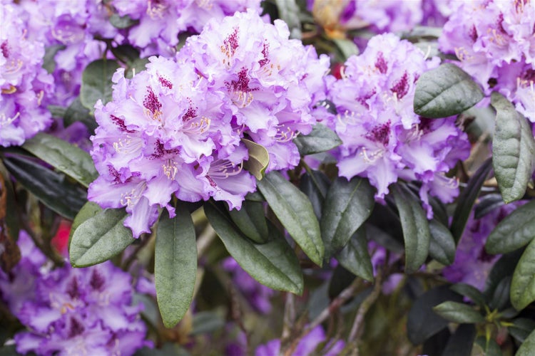 Rhododendron Hybr. 'Blue Peter', blauviolett, 30–40 cm