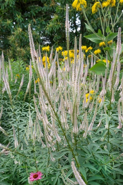 Veronica longifolia, Ehrenpreis, weiß, ca. 9x9 cm Topf