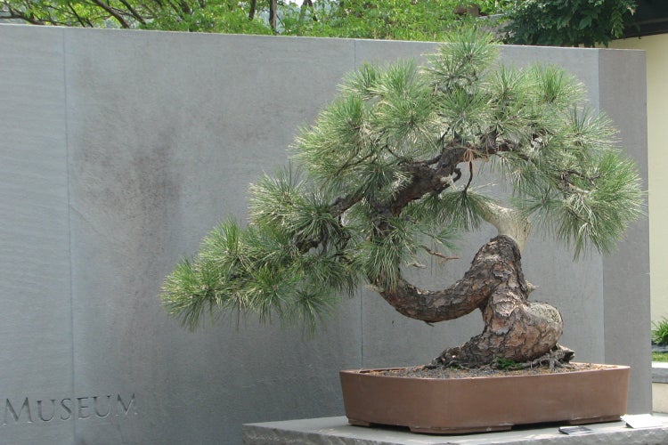 SAFLAX  - Goldkiefer - Pinus ponderosa - 20 Samen