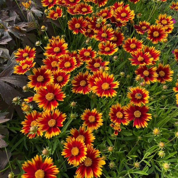 Feld von Coreopsis-Blüten im Gartenbeet