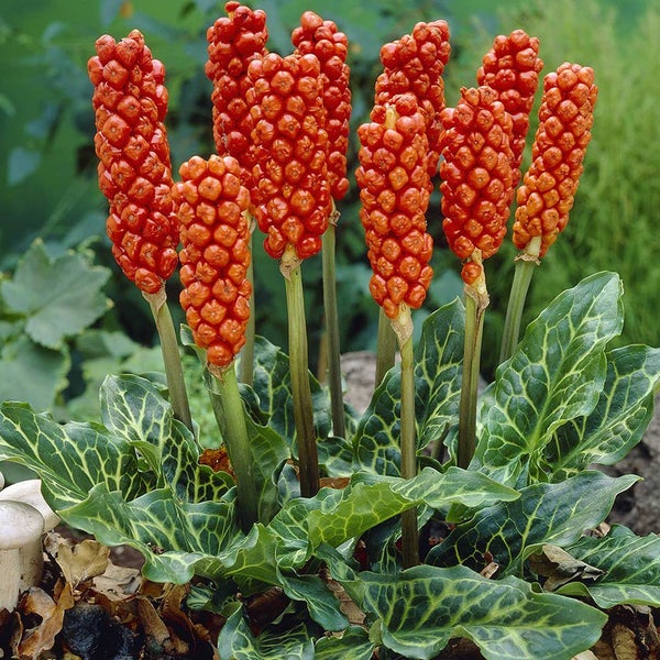 Aronstab mit roten Beeren und grünen Blättern.