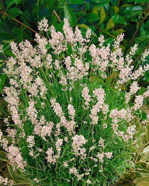 Lavandula angustifolia 'Rosea', Lavendel, rosa Blüten, ca. 9x9 cm Topf