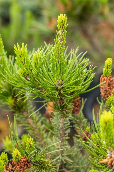 Pinus contorta, Küsten-Kiefer, 40–60 cm