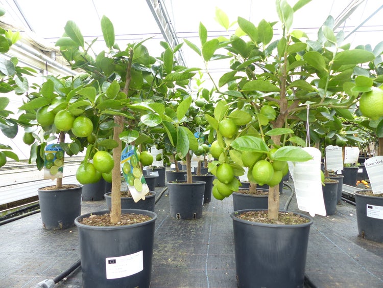 echte Caipi Limette Caipirinha Limettenbaum Citrus Lime 70 - 90 cm Zitruspflanze