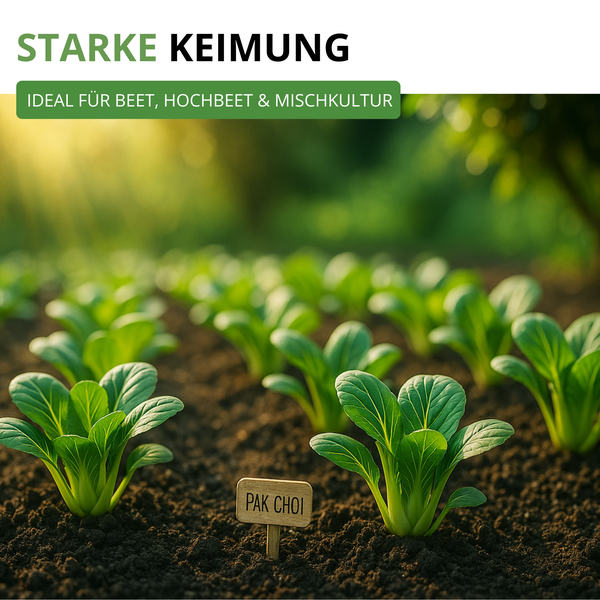 Junge Pak Choi Pflanzen im Gartenbeet, geeignet für Beete, Hochbeete und Mischkultur.