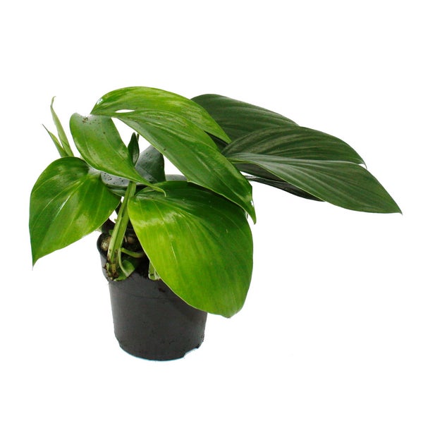 Philodendron Dragon Tail - Rhaphidophora decursiva- Drachenschwanz Baumfreund - 12cm Topf