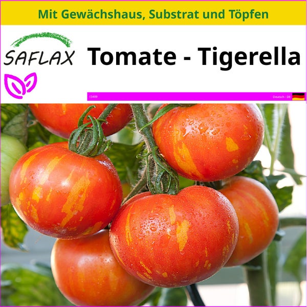 SAFLAX Anzucht Set - Tomate - Tigerella - Lycopersicon esculentum - 10 Samen - Mit Mini-Gewächshaus, Anzuchtsubstrat und 2 Töpfen