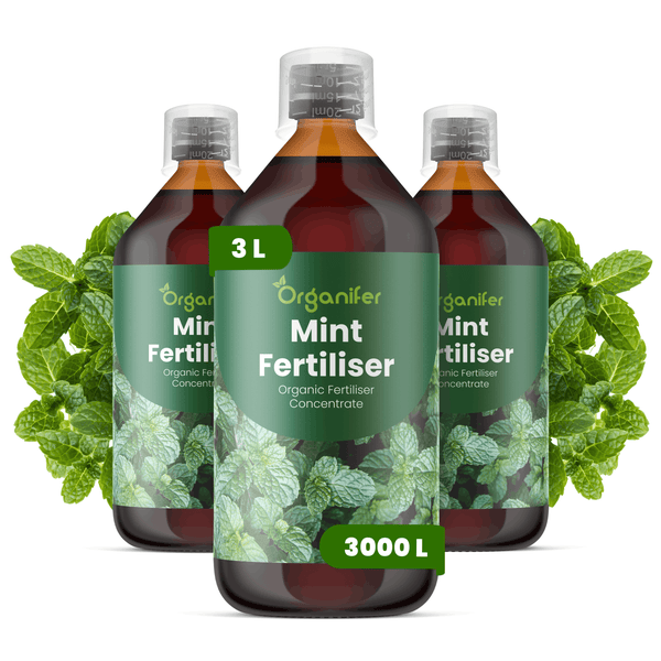 Drei Flaschen Organifer biologischer Minzdünger-Konzentrat, insgesamt drei Liter, ausreichend für dreitausend Liter Düngermischung.