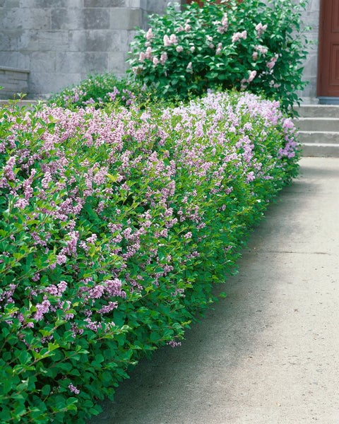 Syringa meyeri 'Palibin', Zwergflieder, lila Blüten, 80 cm Stammhöhe