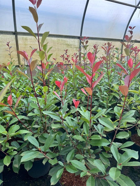 Photinia fraseri 'Red Robin', Glanzmispel, rot, 2 Liter Container