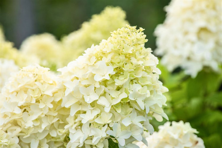 Hydrangea paniculata 'Skyfall', Rispenhortensie, weiß, 60–80 cm