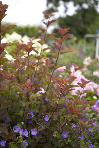 Physocarpus opulifolius 'Lady in Red', Blasenspiere, rotlaubig, 40–60 cm