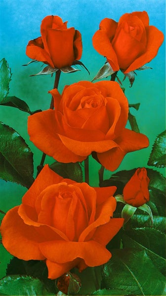 Rosa 'Duftwolke', Edelrose, duftend, 3-5 Liter Container