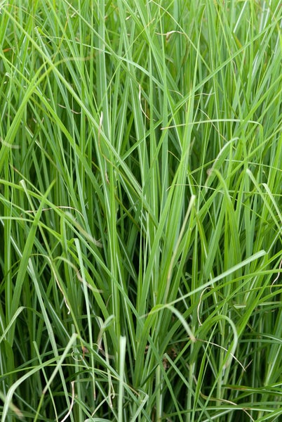 Miscanthus sinensis 'Graziella', Chinaschilf, ca. 11x11 cm Topf