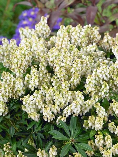 Pieris japonica 'Debutante', Japanische Lavendelheide, weiß, 20–25 cm
