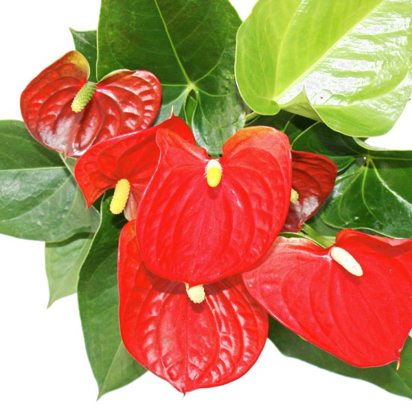Flamingoblume Sierra Red rot Anthurium andreanum 14cm