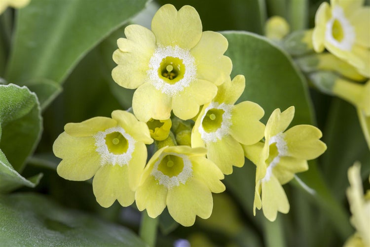 Primula auricula, gelb, ca. 9x9 cm Topf