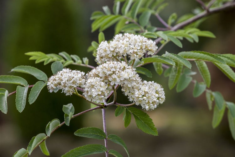 Sorbus aucuparia, Vogelbeere, 60–100 cm, robust und winterhart
