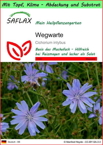 SAFLAX Garden to go - Wegwarte - Cichorium intybus - 250 Samen - Mit Topf, Klima - Deckel und Anzuchtsubstrat