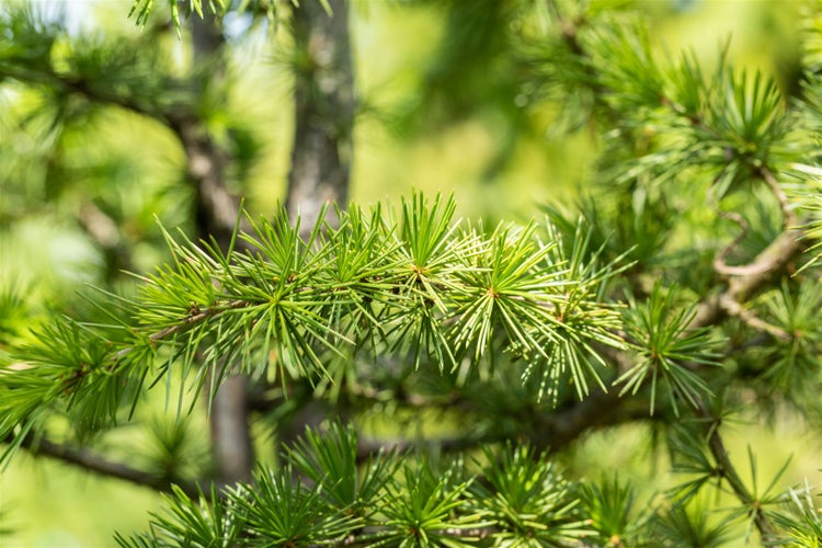 Cedrus libani, Libanon-Zeder, 60–80 cm