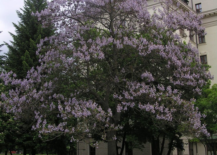 SAFLAX  - Blauglockenbaum - Paulownia tomentosa - 200 Samen