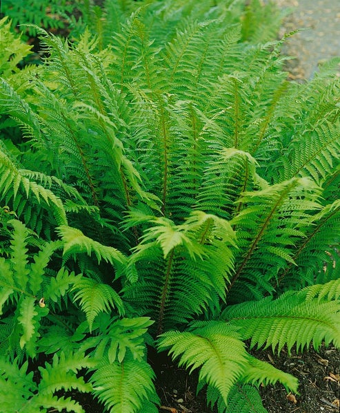 Polystichum aculeatum, Schildfarn, ca. 9x9 cm Topf