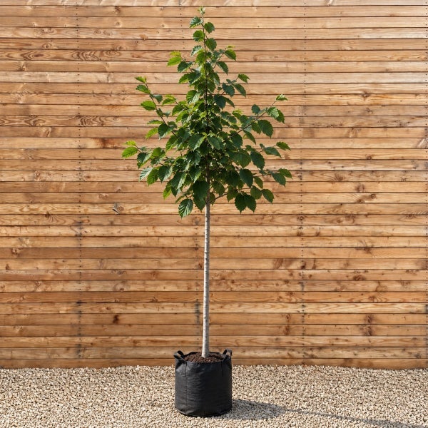 Junger Baum mit grünen Blättern in einem schwarzen Pflanzbeutel vor einer Holzwand.