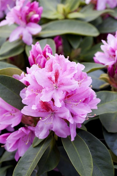 Rhododendron Hybr. 'Furnivall's Daughter', rosa Blüten, 30–40 cm