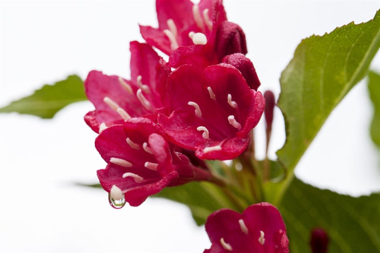 Weigela 'Red Prince', Weigelie, leuchtend rot, 40–60 cm
