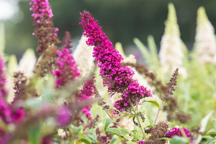 Nahaufnahme einer Schmetterlingsstrauchblüte im Garten