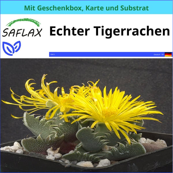 SAFLAX Geschenk Set - Echter Tigerrachen - Faucaria tigrina - 40 Samen - Mit Geschenkbox, Versandaufkleber, Geschenkkarte und Anzuchtsubstrat