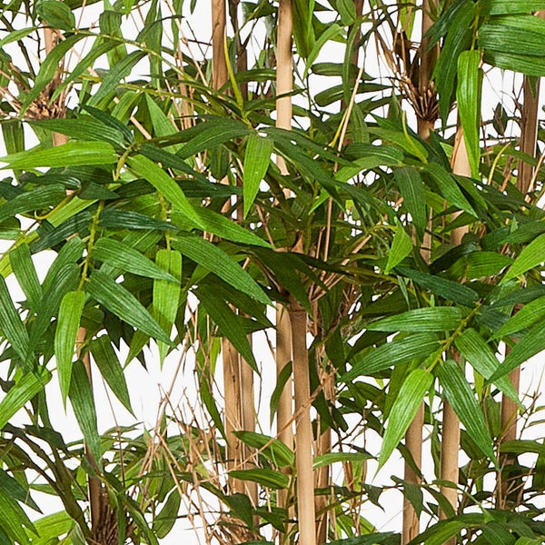 Nahaufnahme einer Bambuspflanze mit grünen Blättern und hellbraunen Stielen.