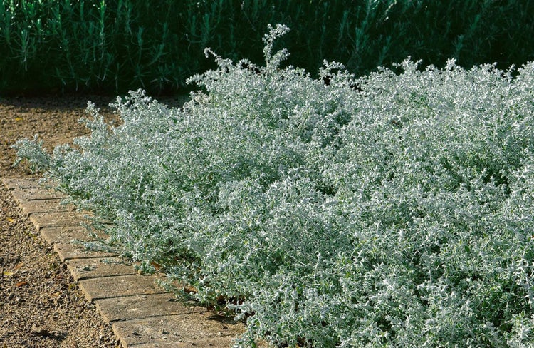 Silberblatt-Pflanze im Gartenbeet