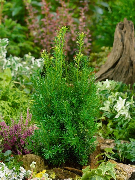 Eibe im Gartenbeet