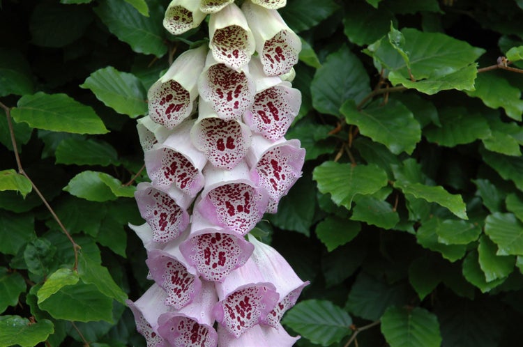 Digitalis purpurea 'Pam's Choice', Fingerhut, zweifarbig, ca. 9x9 cm Topf